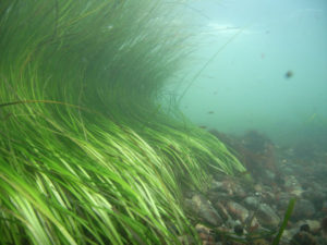 eelgrass-seagrassli-org