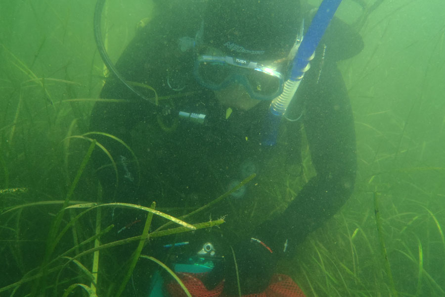 A person is underwater studying eelgrass.