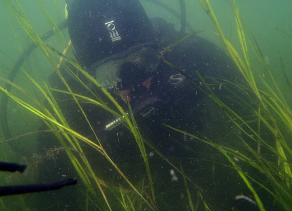 Scuba diver from Maine Department of Environmental Protection underwater among eelgrass.
