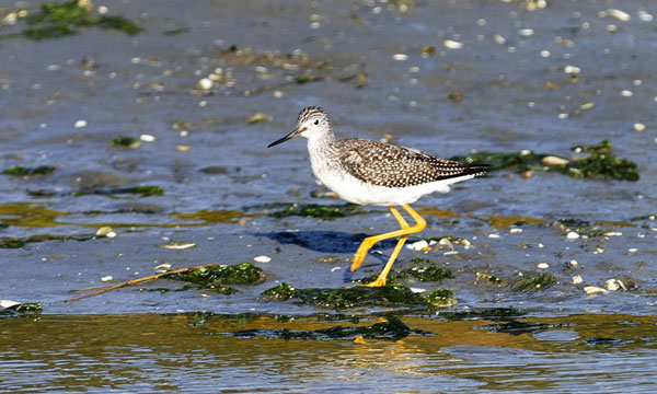 A shorebird walks on a mudflat along the water's edge