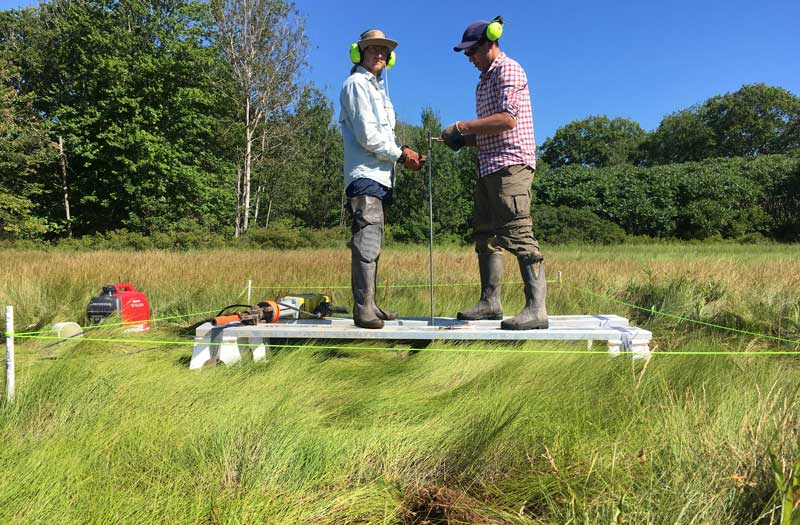 Scientists working in a tidal marsh