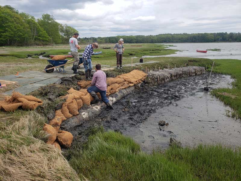 People place natural materials along the edge of a tidal marsh at one of the sites being used to test living shorelines as an approach to reduce coastal erosion.